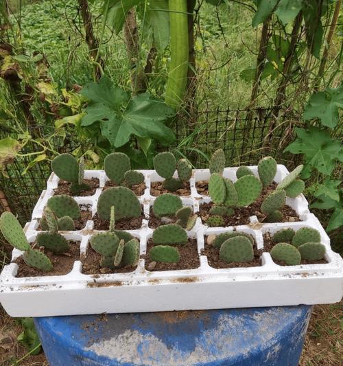 黄鹂鸟仙人球怎么养才能开花？开花前需要哪些特别护理？