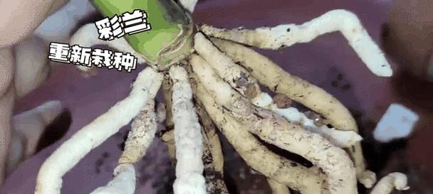 君子兰根部腐烂后如何重新栽种？