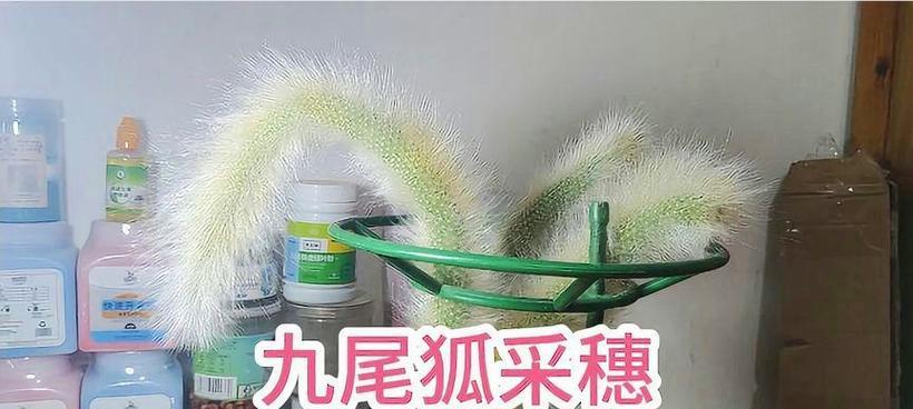 土仙人掌扦插繁殖的正确步骤是什么？