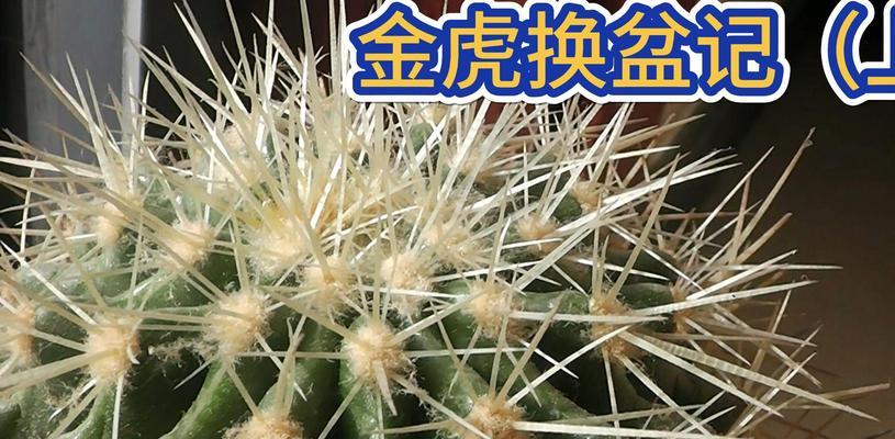 金刺狮子仙人球的养护难度如何？正确的养护方法是什么？