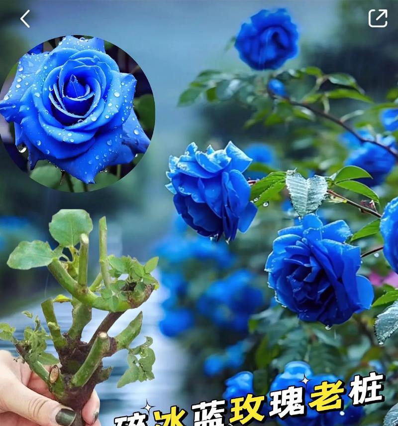 蓝月石玫瑰花养殖需要注意什么？