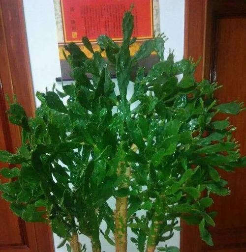 龙猫萝卜仙人掌的养殖方法是什么？