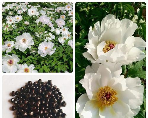 牡丹花仔的种植步骤是什么？