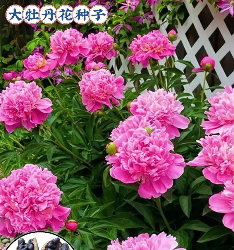 牡丹花仔的种植步骤是什么？