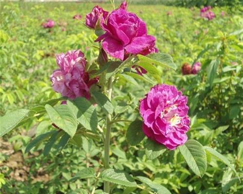 红草坪玫瑰花的养护方法是什么？红草坪玫瑰花的特殊护理要点有哪些？