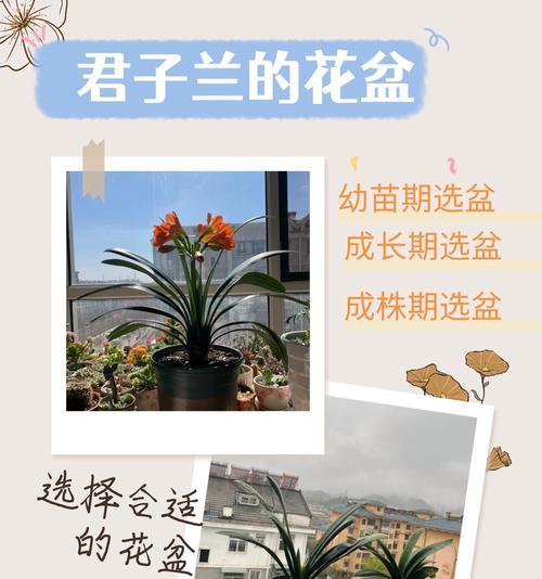 君子兰的最佳花盆选择标准是什么？