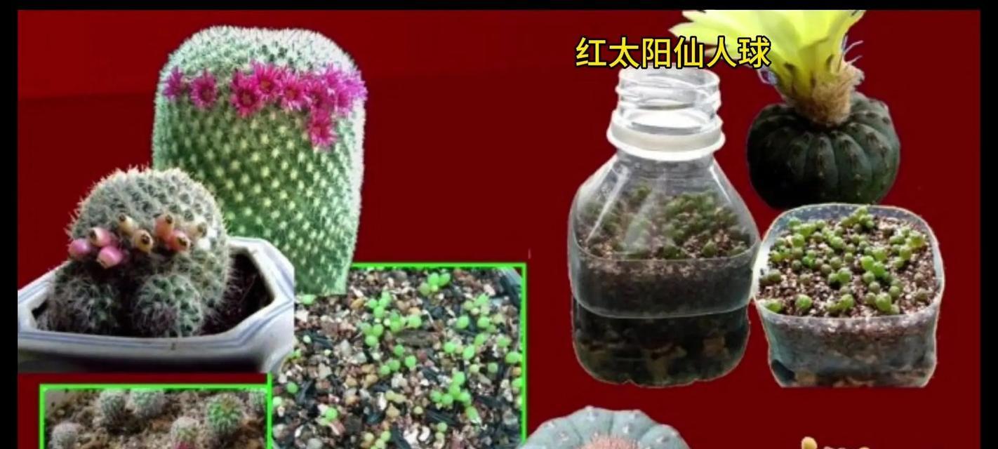 暴晒后的仙人球如何养护管理？怎样避免损伤？