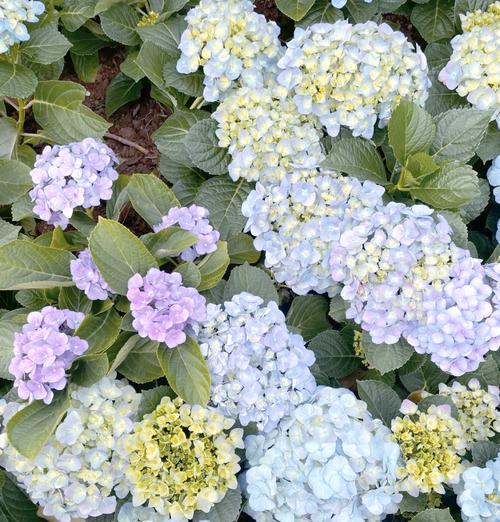 花卉公园好多玫瑰花是什么？这些玫瑰花的品种有哪些？