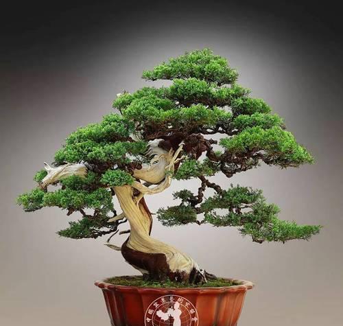 貂蝉玫瑰花的美态如何维持？怎样才能养出美丽的花朵？