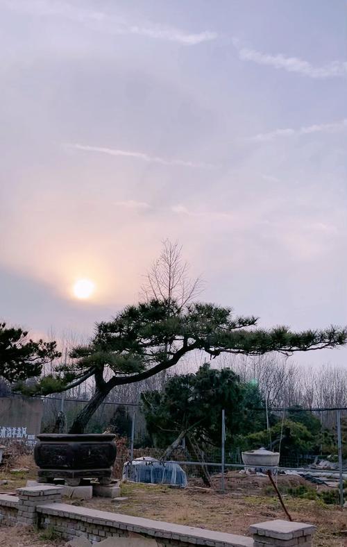 貂蝉玫瑰花的美态如何维持？怎样才能养出美丽的花朵？