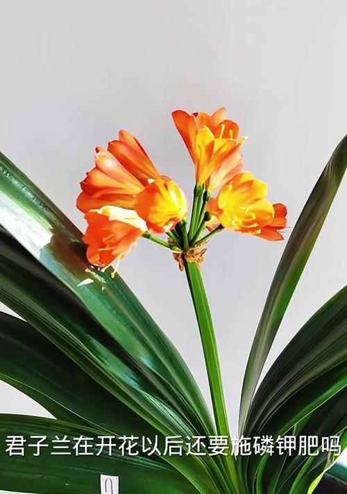 君子兰开花后是否都能结果？如何促进其结果？