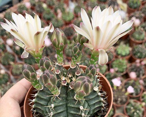 光辉牡丹仙人球开什么颜色的花？
