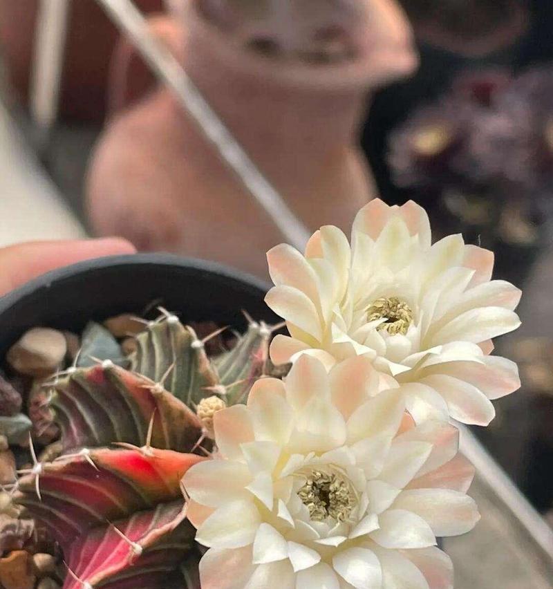 光辉牡丹仙人球开什么颜色的花？