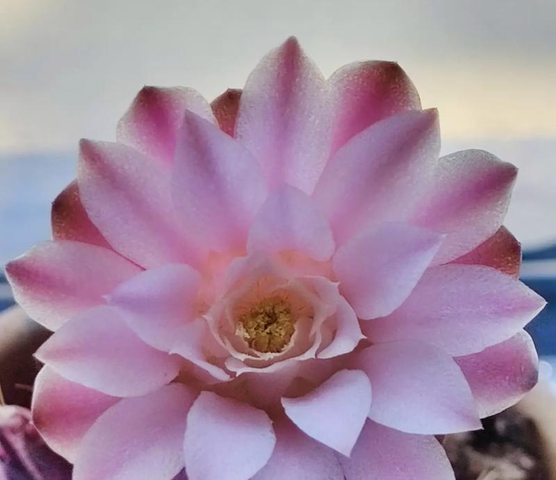 光辉牡丹仙人球开什么颜色的花？