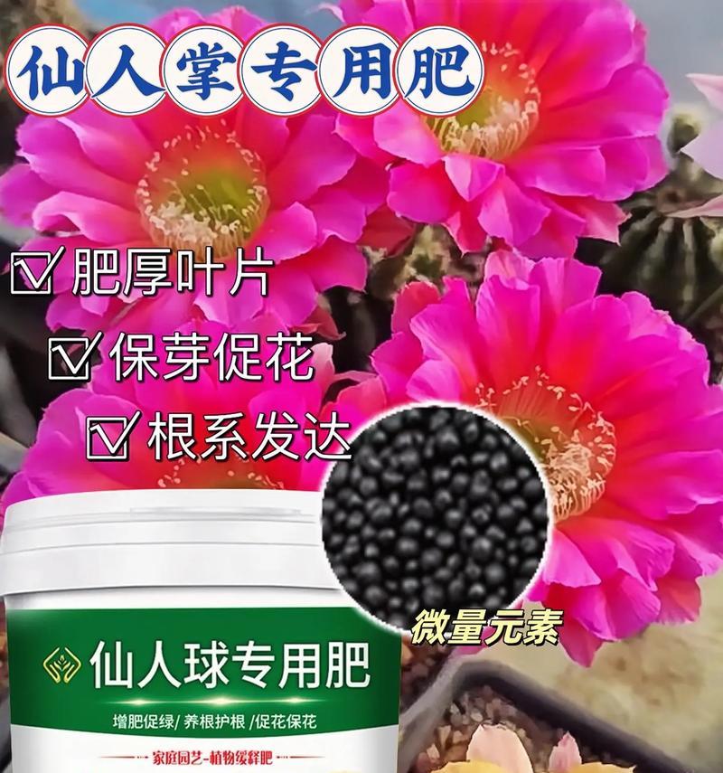 杨家花卉仙人掌养护需要注意什么？