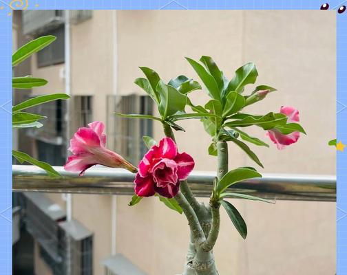 盆装玫瑰花的正确浇水方法是什么？多久浇一次合适？