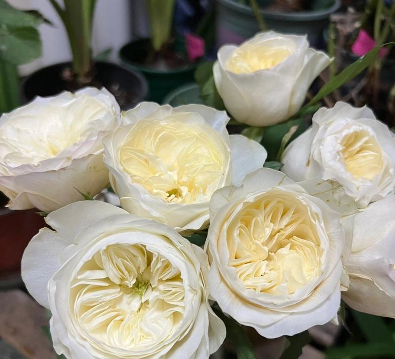 玫瑰花内瓣变黄是什么原因？