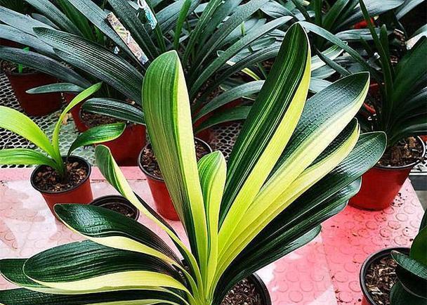 君子兰不扣心能否开花？怎样才能开花？