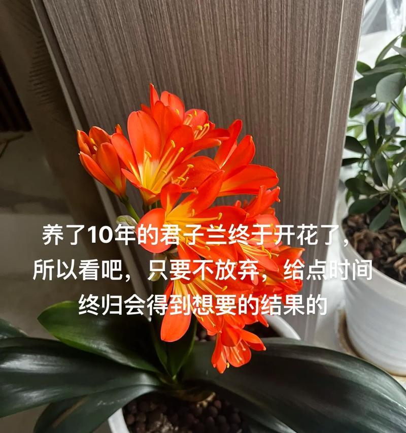 君子兰不扣心能否开花？怎样才能开花？