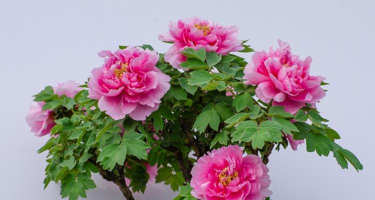 牡丹花中最香的品种是什么？
