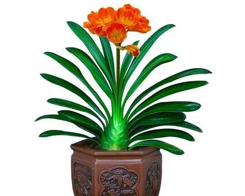 办公室君子兰开花有何寓意？如何解读这一现象？