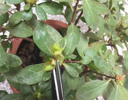 玫瑰花老根新芽怎么养护？如何促进玫瑰花老根发新芽？