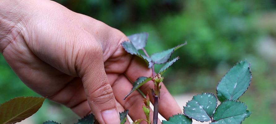 玫瑰花老根新芽怎么养护？如何促进玫瑰花老根发新芽？
