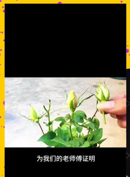 玫瑰花的种植和修剪方法是什么？如何保持其良好生长？