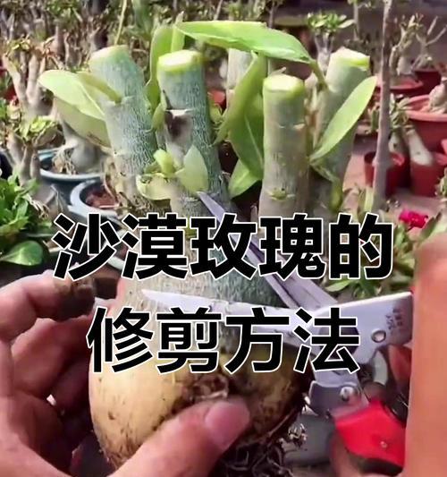 玫瑰花的种植和修剪方法是什么？如何保持其良好生长？