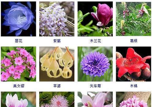 君子兰紫藤玫瑰养护要点是什么？如何保持其美观？