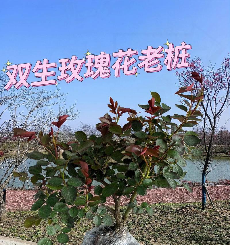 玫瑰花种植的最佳方法是什么？如何确保成活率？