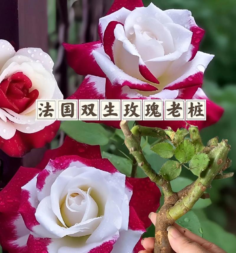 玫瑰花种植的最佳方法是什么？如何确保成活率？