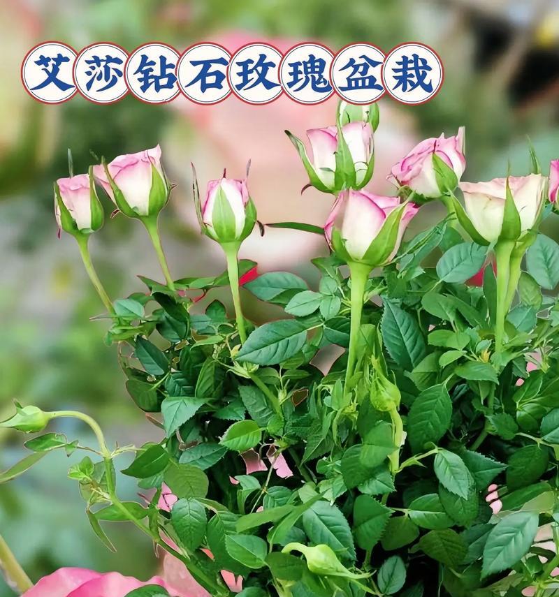 玫瑰花干花瓣为什么会掉落？如何预防花瓣掉落？