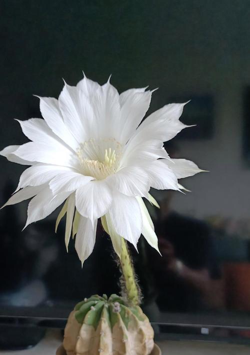 仙人球冬季开花的原因是什么？
