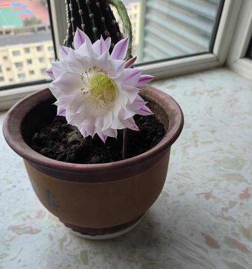 仙人球冬季开花的原因是什么？