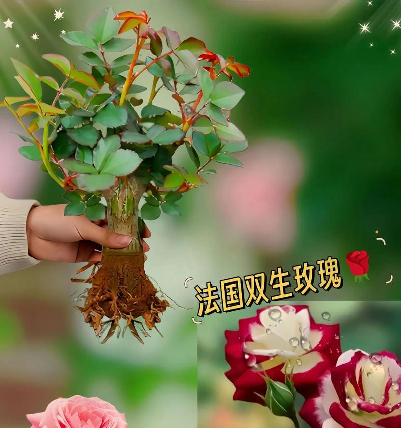 玫瑰花最适合在哪个季节种植？不同季节种植玫瑰花的注意事项有哪些？