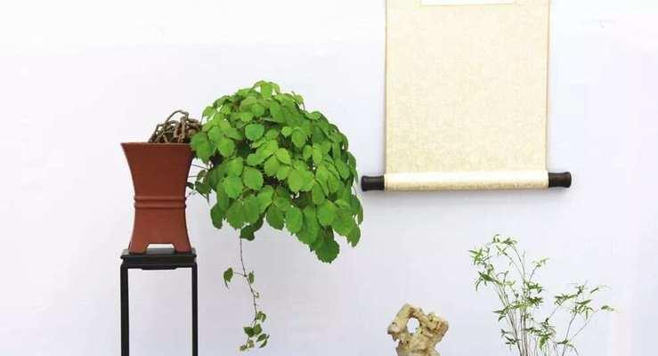 土陶种植仙人掌的正确步骤是什么？