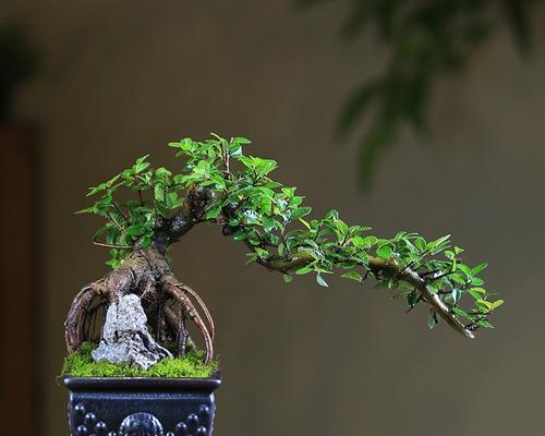 土陶种植仙人掌的正确步骤是什么？