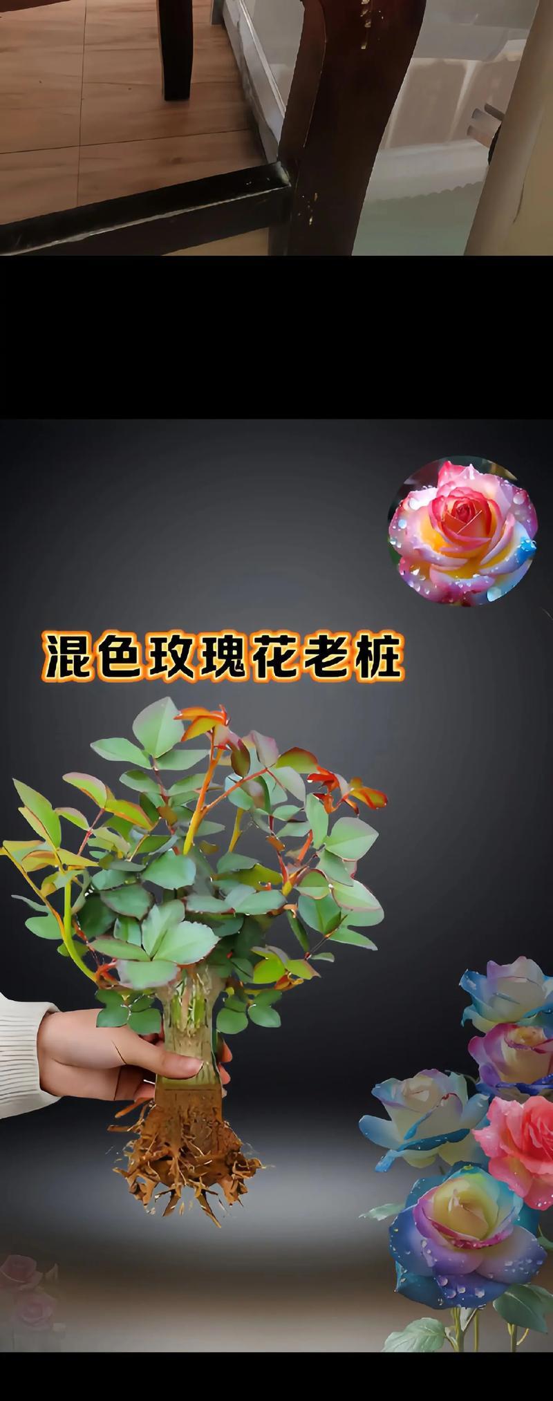平桩种植玫瑰花的步骤和注意事项是什么？