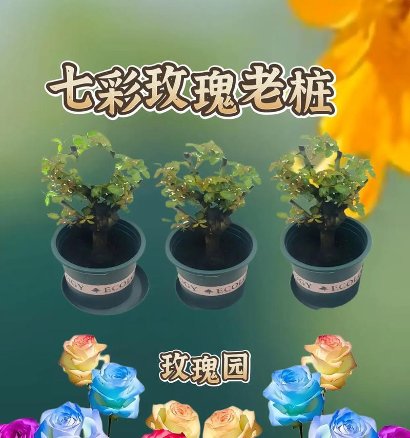 平桩种植玫瑰花的步骤和注意事项是什么？