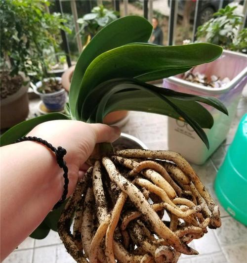 君子兰使用果木炭作为介质可行吗？如何正确养护？