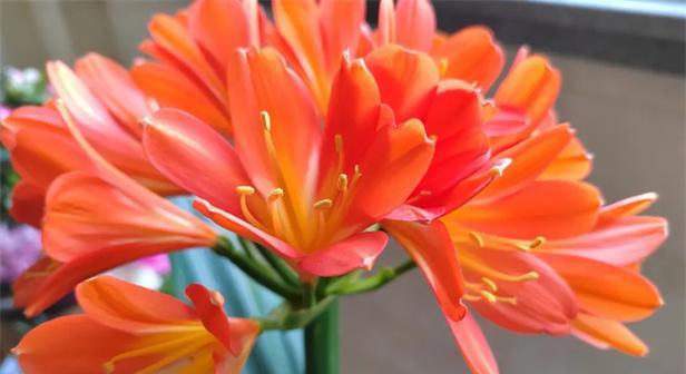君子兰开花夹箭是什么原因？如何解决这一问题？