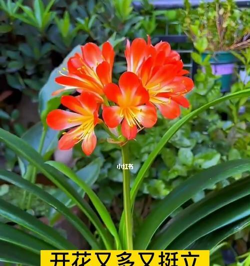 君子兰开花夹箭是什么原因？如何解决这一问题？