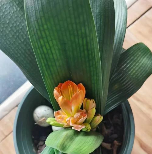 君子兰开花夹箭是什么原因？如何解决这一问题？