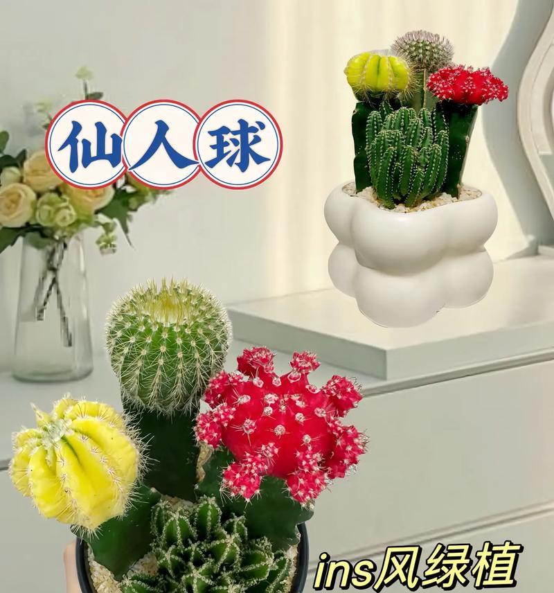 仙人球如何养得饱满又好看？