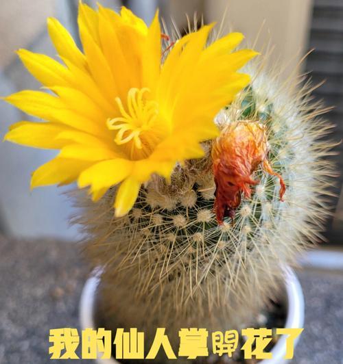 仙人掌能养头发吗？如何正确使用？
