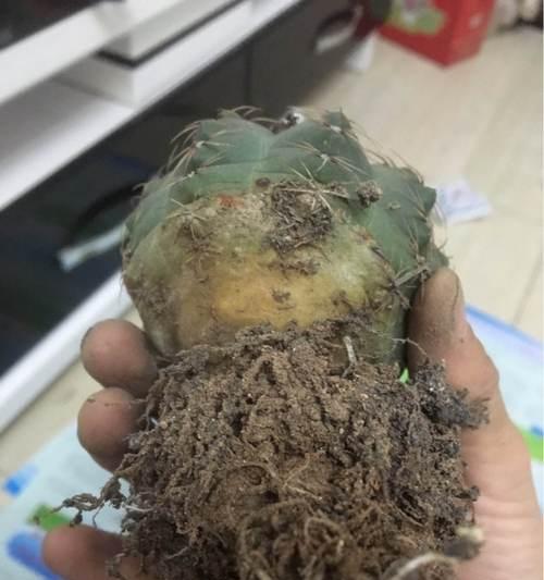 长期缺水导致仙人球缩小应如何处理？