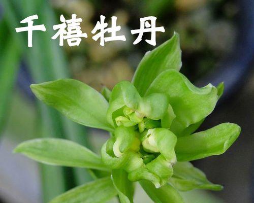 春兰牡丹花有哪些不同的品种？