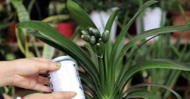 红糖水可以用来浇君子兰吗？正确的浇灌方法是什么？