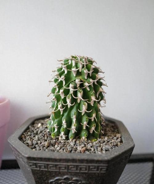 小熊盆栽仙人球开花的秘诀是什么？